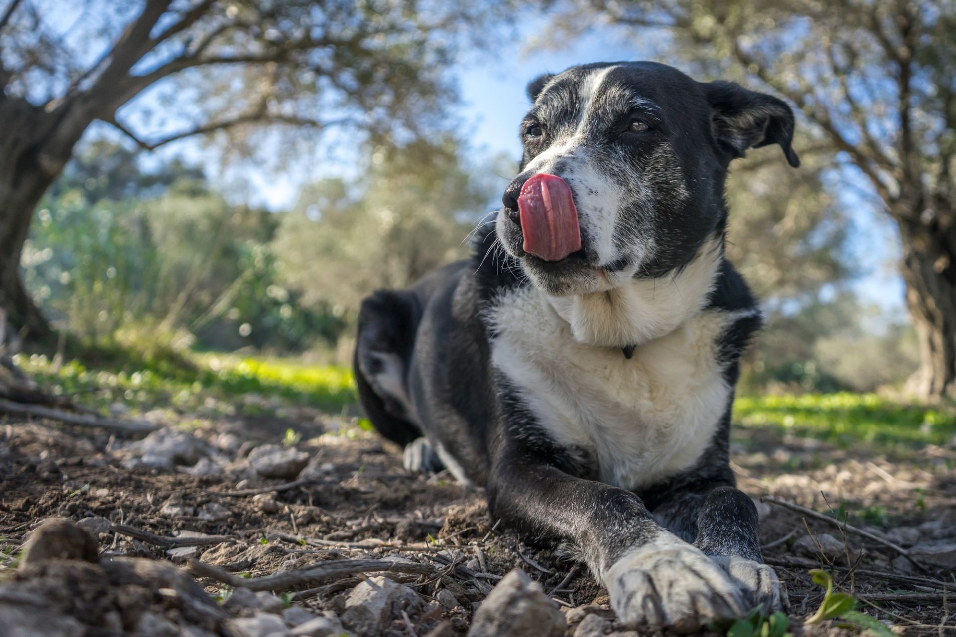 Privacy Policy Orange County Animal Clinic