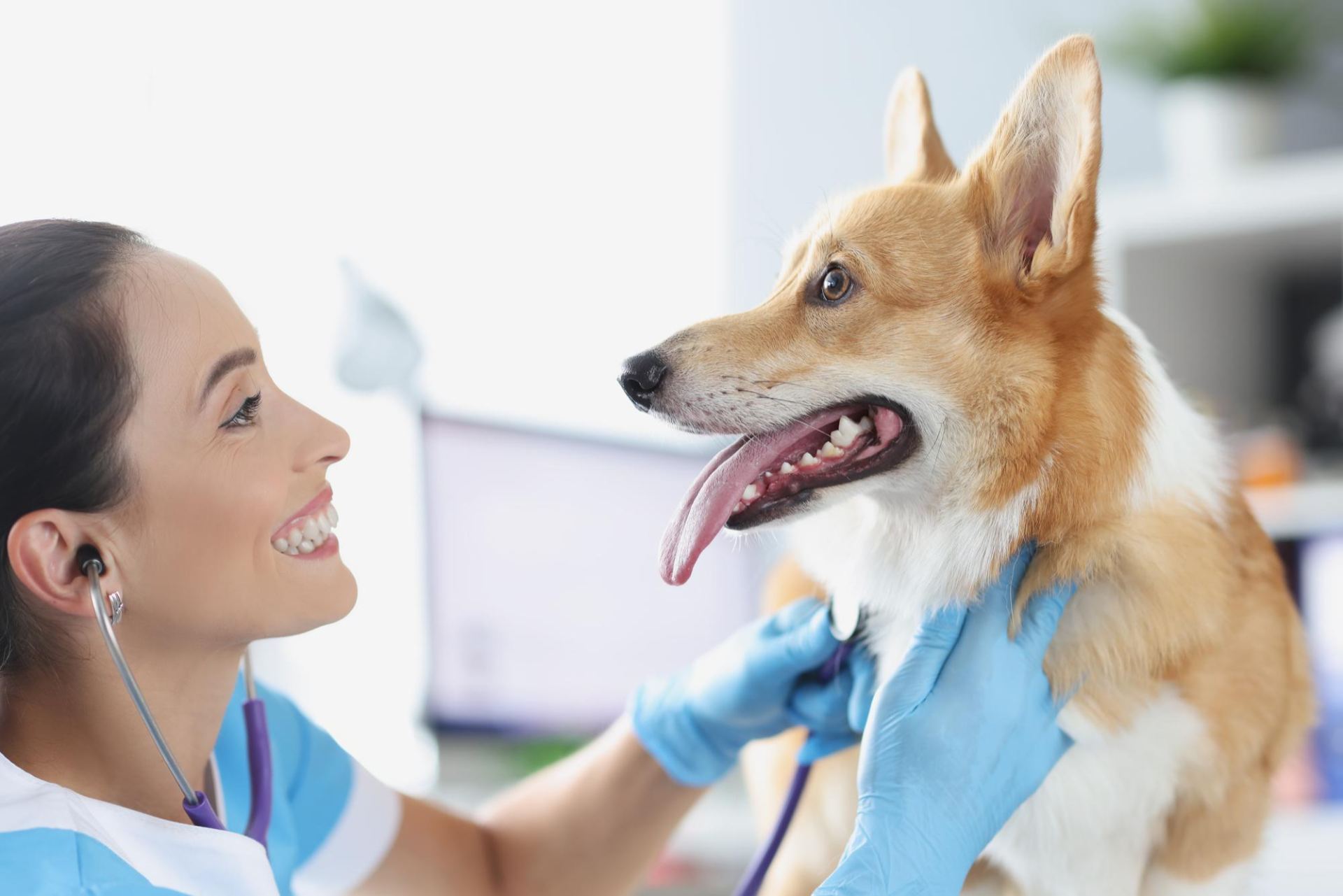 Pet Dental Prophylaxis in Paoli, IN Orange County Animal