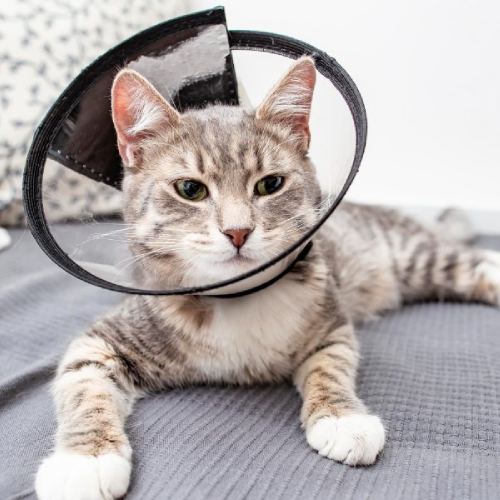 a cat wearing a cone on its head