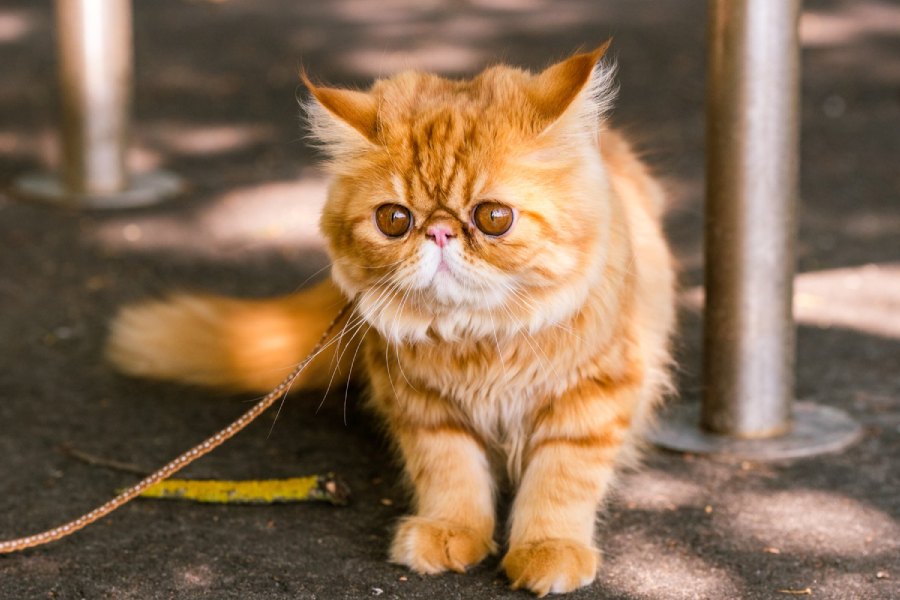 red persian cat on a leash